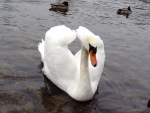 ~ ~ Swanning By ~ ~