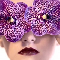 PURPLE ORCHIDS