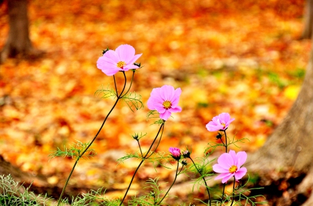 SPRING MELODY - field, spring, nature, flowrs