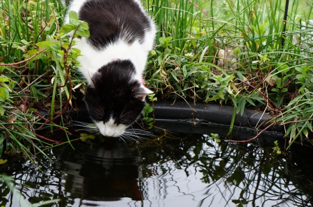 Cat Drinking Pond