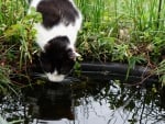 Cat Drinking Pond