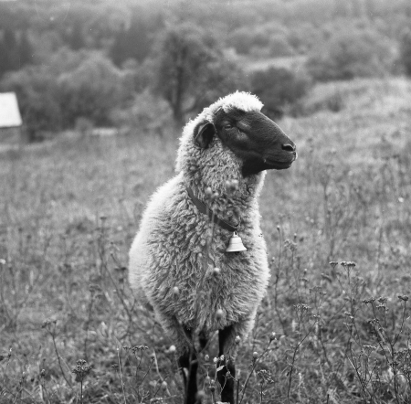 animal portrait - animal, sheep, nature, bell