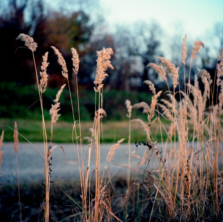 summer ending - filmphotography, nature, photography, autumn