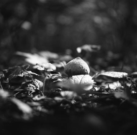 mushroom - white, mushroom, photography, black, filmphotography