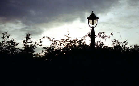 in da bush - filmphotography, lamp, bush, nature