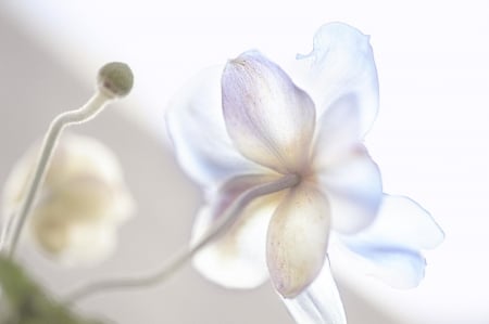 In the light - white, flower, delicate, light