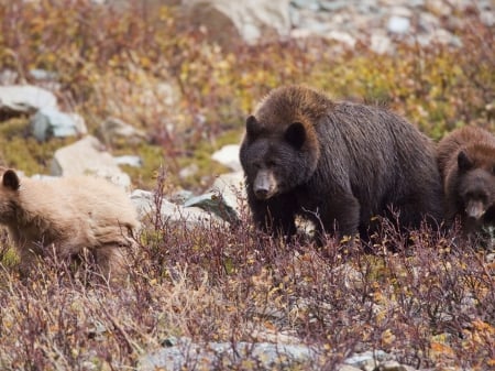 bears - animal, nature, wallpaper, wild life