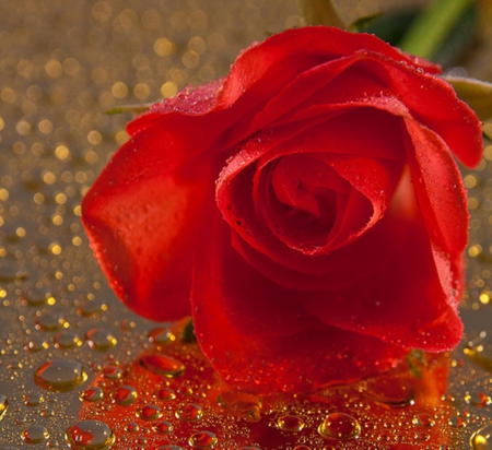 Rose - roses, beautiful, photography, red, flowers, still life