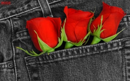 LOVE IN MY POCKET - red, rose, love, buds, pocket