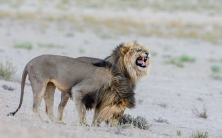 two lions - two lions, animal, nature, wallpaper, wild life