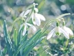 Snowdrops