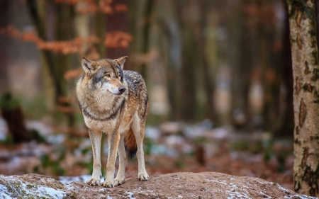 Grey Wolf - wildlife, predator, wilderness, forest, looking