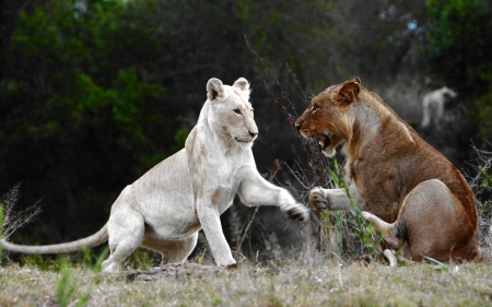 lions - big cats, lions, animal, nature, wallpaper, wild life