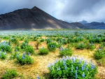 beautiful prairie full of blue flowers