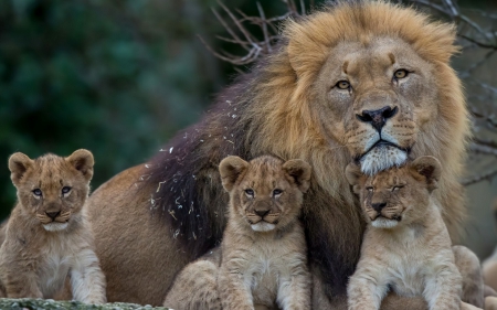 father and sons - male, father and sons, lion, lion cubs, fantastic wallpaper, animals, wildlife