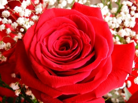 Lovely Red Rose! - flowers, rose, nature, red