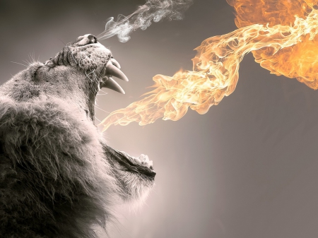 fire!! - male, wildlife, fantastic wallpaper, lion, animals, fire