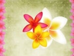 Plumeria