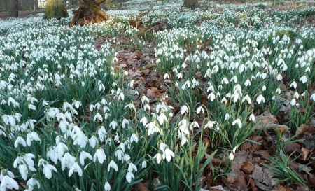 Snowdrops - nature, snowdrop, green, snowdrops, flowers, grass, flower, spring