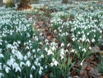 Snowdrops