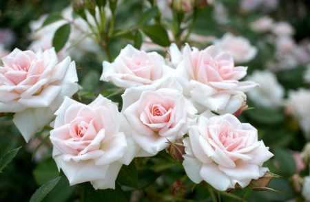 Roses - nature, roses, tenderness, flowers, rose, garden, flower