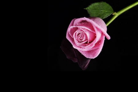 Rose - pink roses, roses, pink rose, rose, pink, pink flower, flowers, pink flowers, flower