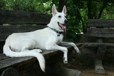 white shepherd - on, a, collar, bench