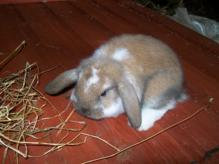 lop eared bunny - white, spots, brown, pet