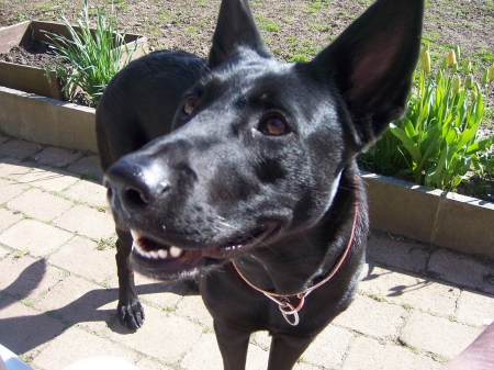 In the sun - black, near, shepherd, stands, close