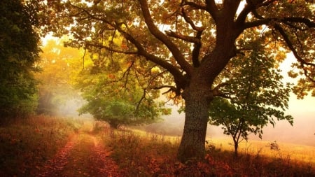 countryside in autumn - autumn, trees, leaves, countryside, road, mist