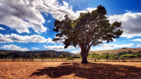 tree under a beautiful sky - sky, clouds, tree, field, shadoe