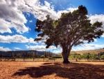 tree under a beautiful sky