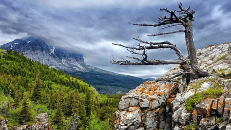 dead tree embedded in a rocky bluff - clouds, bluff, forest, mountains, tree, rocks