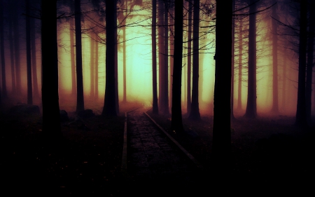 come the dawn - nature, dark, forest, dawn