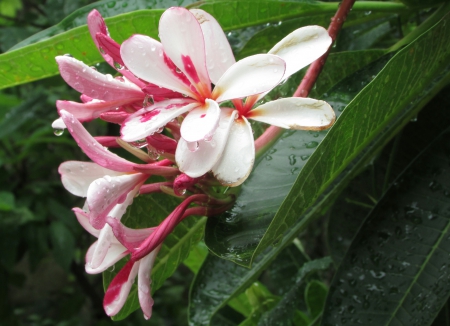 my garden - templetree, flower, frangipani, garden