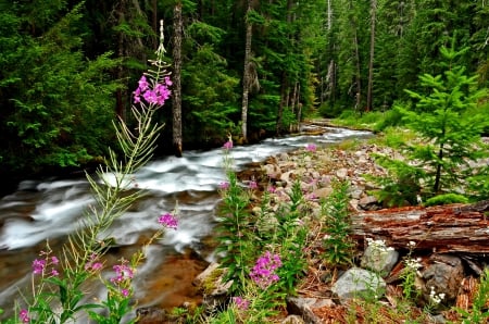 Forest - tree, forest, nature, river