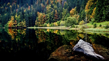 Reflection - lake, forest, reflection, tree