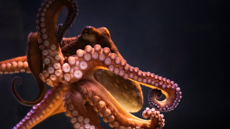 Octopus - animal, ocean, tentacles, octopus