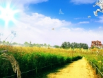 Wheat field