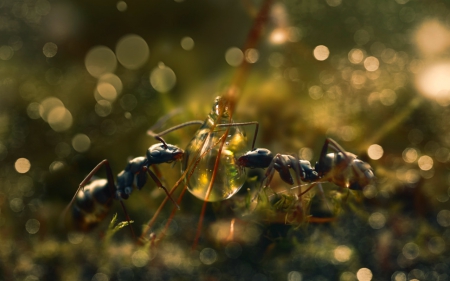 Ants day - bokeh, insects, working, ants