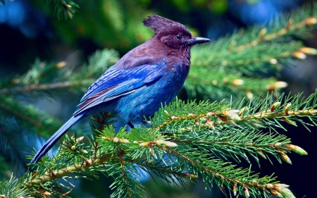 Beautiful bird - chubatov, bird, fir, needles, purple, blue, green, tree, jay