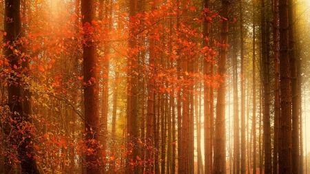 orange forest in autumn - fog, trunks, autumn, forest, orange, leaves