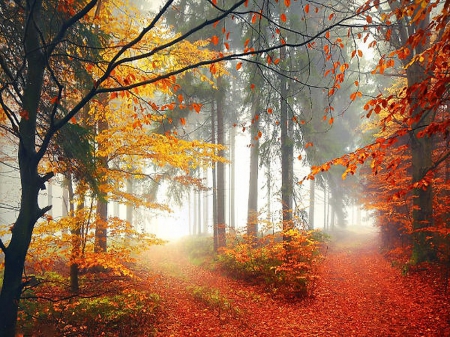 Choices - paths, autumn, forest, trees