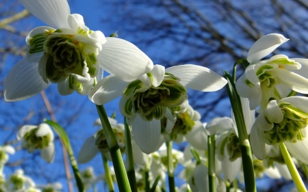 Snowdrops - white, sky, blue, green, snowdrops, flower, spring