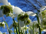 Snowdrops