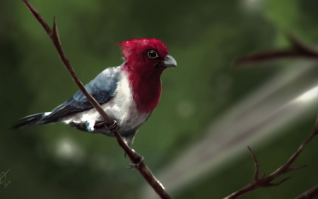 Bird - white, red, bird, branch, art, green