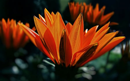 Beautiful flower - flowers, orange, petals, nature