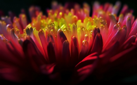 Beautiful flower - flowers, closeup, petals, nature