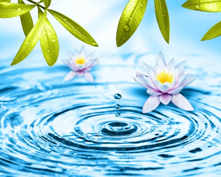 Waterdrops and  flowers - flowers, lilies, waterdrops, leaves