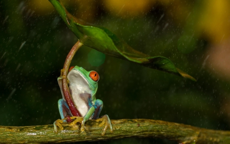 Redeye frog - lotus, redeye, animal, funny, green, water drops, rain, cute, leaf, frog